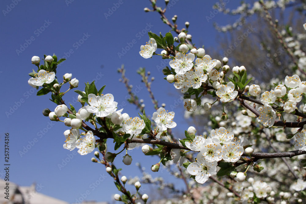 Spring blossom background. Beautiful blooming tree and sun flare. Sunny day. Spring flowers. Beautiful Orchard. Springtime. Orchard blossoms. Blooming tree and bees. Cover wallpaper photo. Spring blossom background. Beautiful blooming tree and sun flare. Sunny day. Spring flowers. Beautiful Orchard. Springtime. Orchard blossoms. Blooming tree and bees. Cover wallpaper photo.