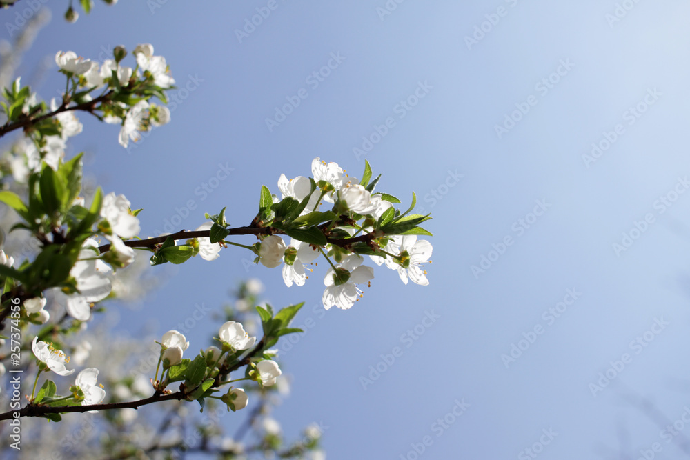 Spring blossom background. Beautiful blooming tree and sun flare. Sunny day. Spring flowers. Beautiful Orchard. Springtime. Orchard blossoms. Blooming tree and bees. Cover wallpaper photo. Spring blossom background. Beautiful blooming tree and sun flare. Sunny day. Spring flowers. Beautiful Orchard. Springtime. Orchard blossoms. Blooming tree and bees. Cover wallpaper photo.