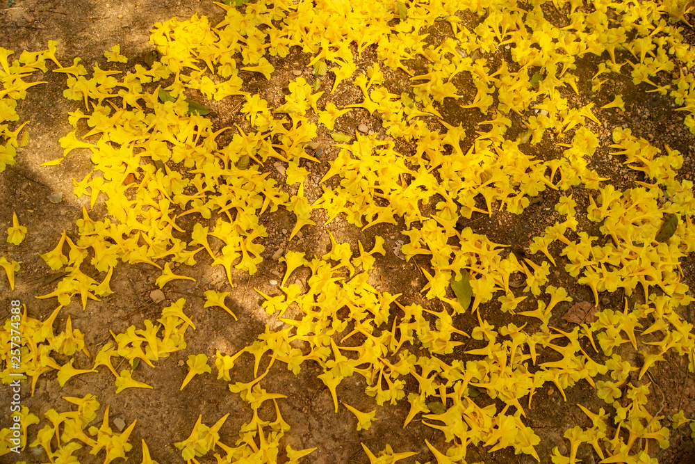 Golden flowers fall on the ground,Named the golden tree. Golden flowers fall on the ground,Named the golden tree.