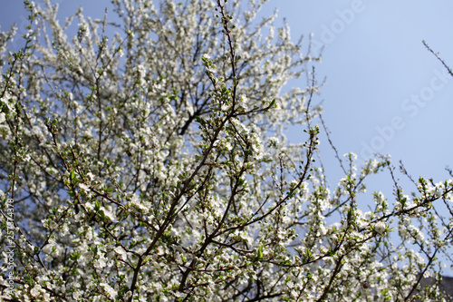 Spring blossom background. Beautiful blooming tree and sun flare. Sunny day. Spring flowers. Beautiful Orchard. Springtime. Orchard blossoms. Blooming tree and bees. Cover wallpaper photo.