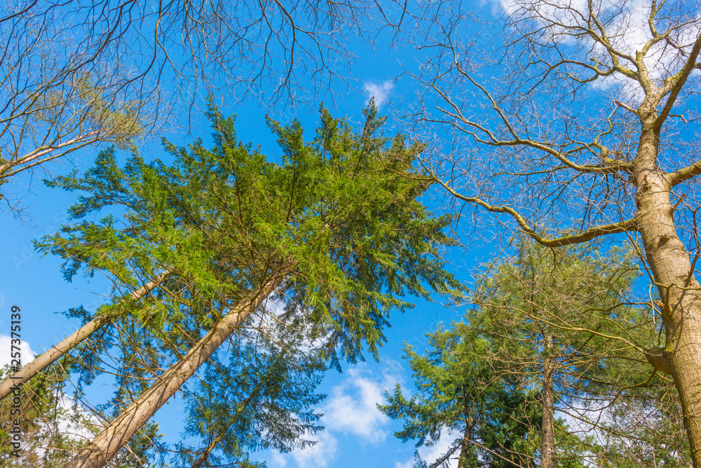 Obraz premium Foliage of trees in a forest below a blue cloudy sky in winter 