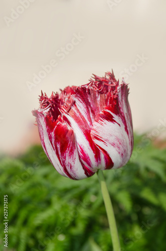 Pink and white tulip Rembrandt with terry petals photo