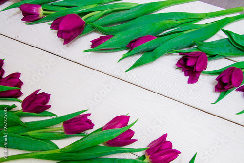 Bright pink tulips on white background with space for copy