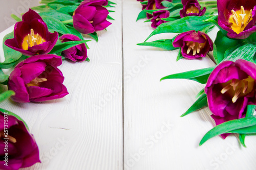 Bright pink tulips on white background with space for copy
