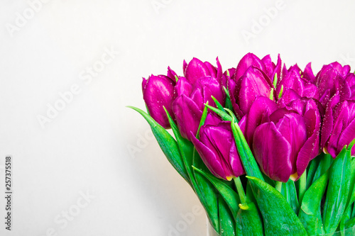 Bright pink tulips on white background with space for copy