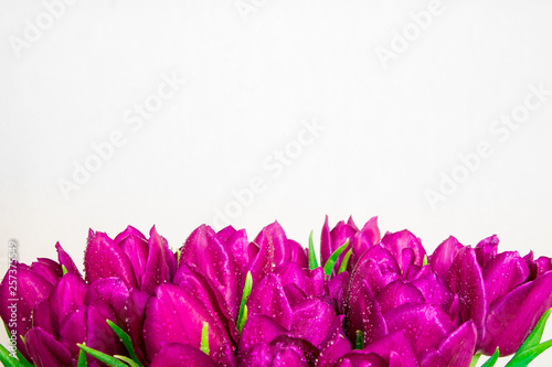 Bright pink tulips on white background with space for copy