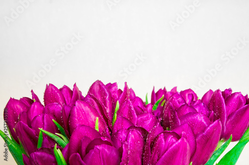 Bright pink tulips on white background with space for copy