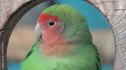 Nyasa Lovebird or Lilian's lovebird, Agapornis lilianae, green exotic parrot bird sitting on wooden stand, 4k photo