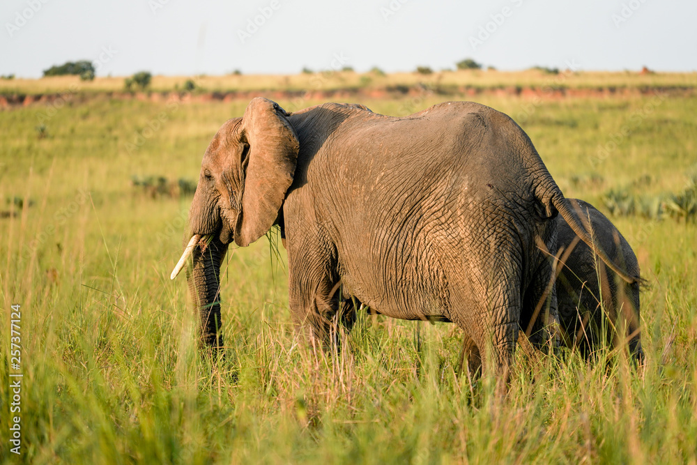 Fototapeta premium Family elephants in Uganda