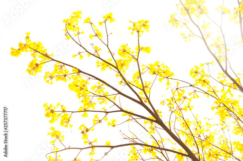 The tree is full of golden yellow, Commonly known as the golden tree.