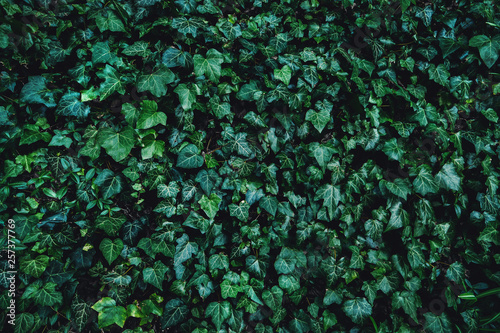 Green plant leaves background, top view. Nature spring concept, dark toned