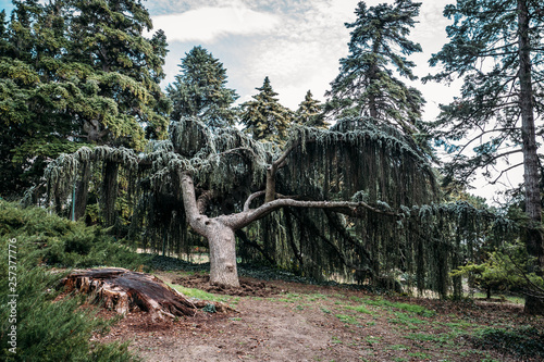 Nikitsky Botanical Garden, beautiful green park with different trees, plants and pathways for walking, decorative gardening photo