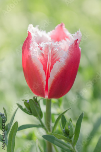 Pink tulip flower  Bell song  with white fringes to the petals photo