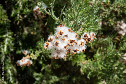 Cape Snow Bush Fruits in Winter photo