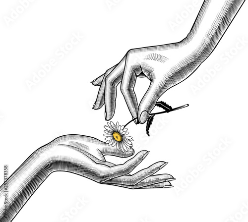 Female hand give a chamomile flower into other hand