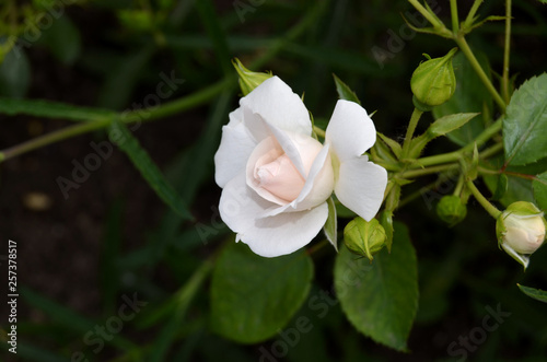 Roses in the garden.