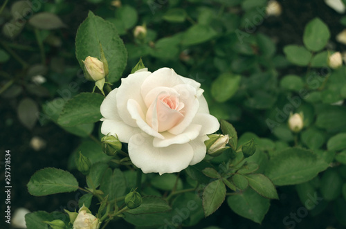 Roses in the garden.