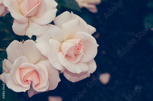 Roses in the garden.