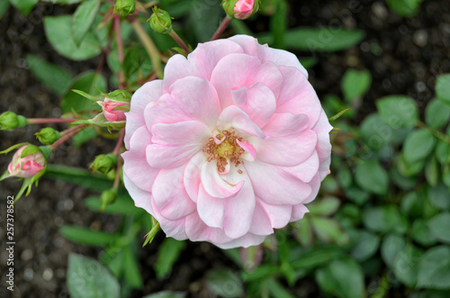 Roses in the garden.
