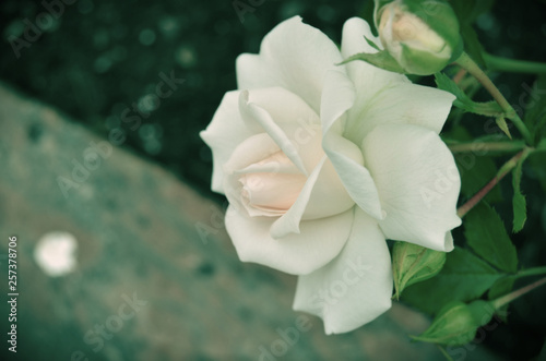 Roses in the garden.