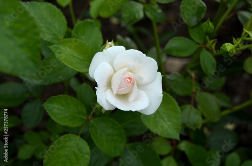 Roses in the garden.