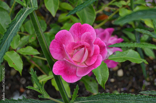 Roses in the garden.
