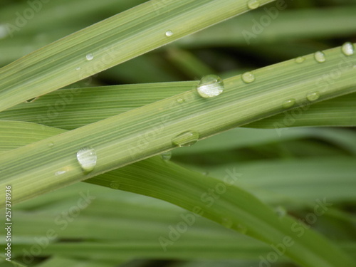 dew on the grass like some rain drops 