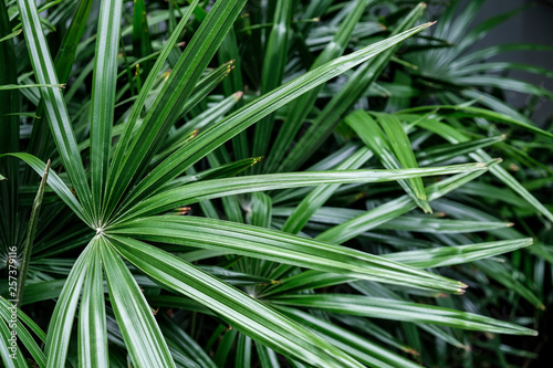 Tropical leaves background of Rhapis excelsa or Lady palm tree in the garden photo