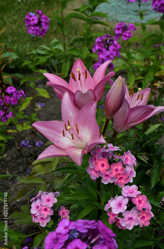 Lilies in the garden