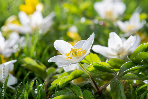 Anemonen und Scharbockskraut auf der Frühlingswiese mit Morgentau, close up , selektive Schärfe photo