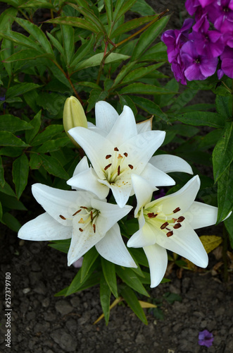Lilies in the garden