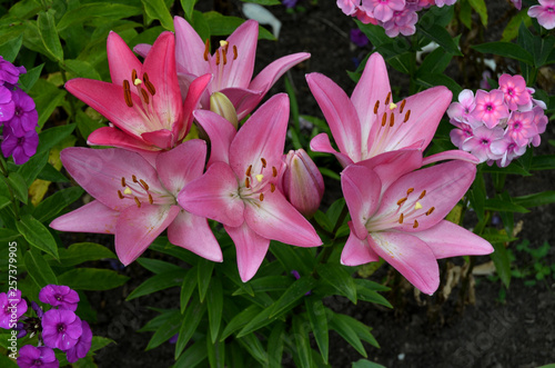 Lilies in the garden