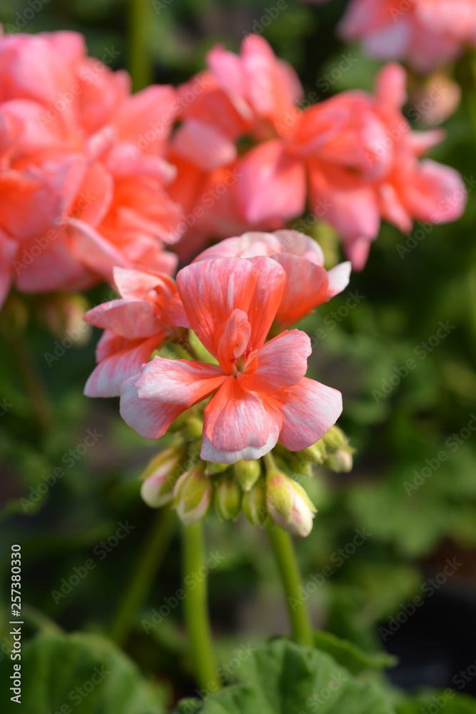Horse-shoe pelargonium Horse-shoe pelargonium