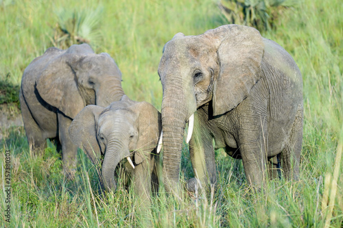Family elephants in Uganda © JoseAntonio