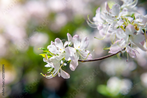 White rhododendron blooms against the background of green grass 