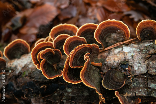 Curtain Crust Fungi in Winter photo