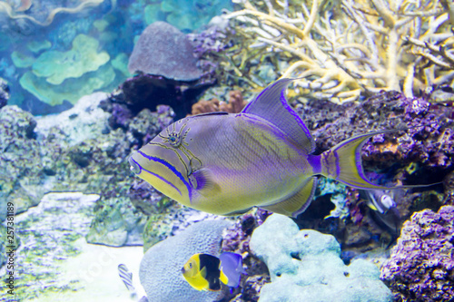 Queen Triggerfish (Balistes vetula) photo