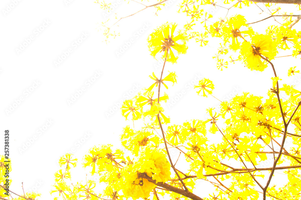 The tree is full of golden yellow, Commonly known as the golden tree.