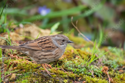 Wallpaper Mural Dunnock on Ground in Winter Torontodigital.ca