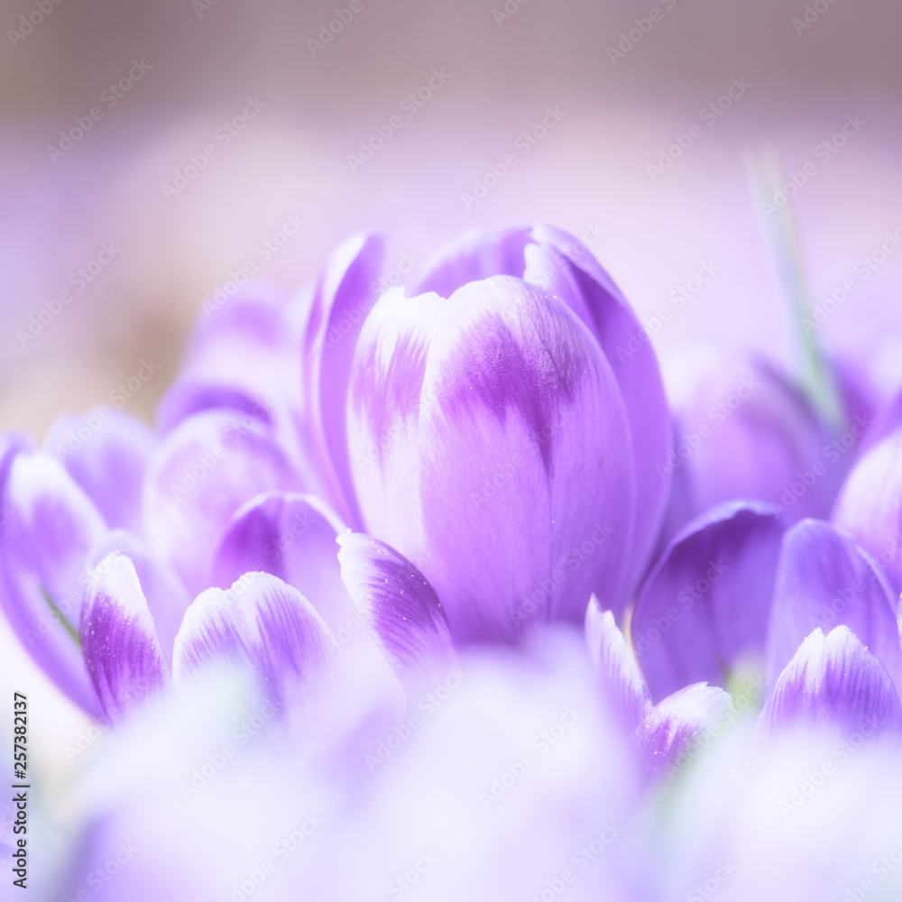 Macro image of purple saffron flowers, natural spring floral background  suitable for wallpaper or greeting card Stock Photo | Adobe Stock
