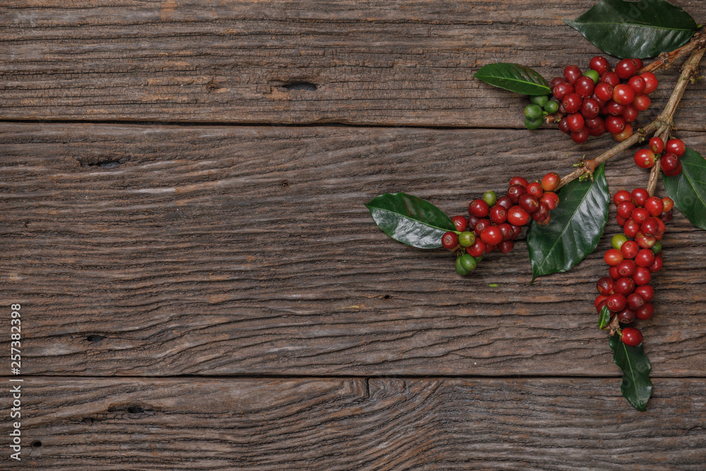 Close up fresh organic red coffee beans with coffee leaves on wooden background with copy space