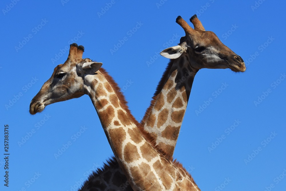 Naklejka premium Zwei Giraffenbullen (giraffa camelopardalis) kämpfen im Kgalagadi-Transfrontier-Nationalpark in Südafrika
