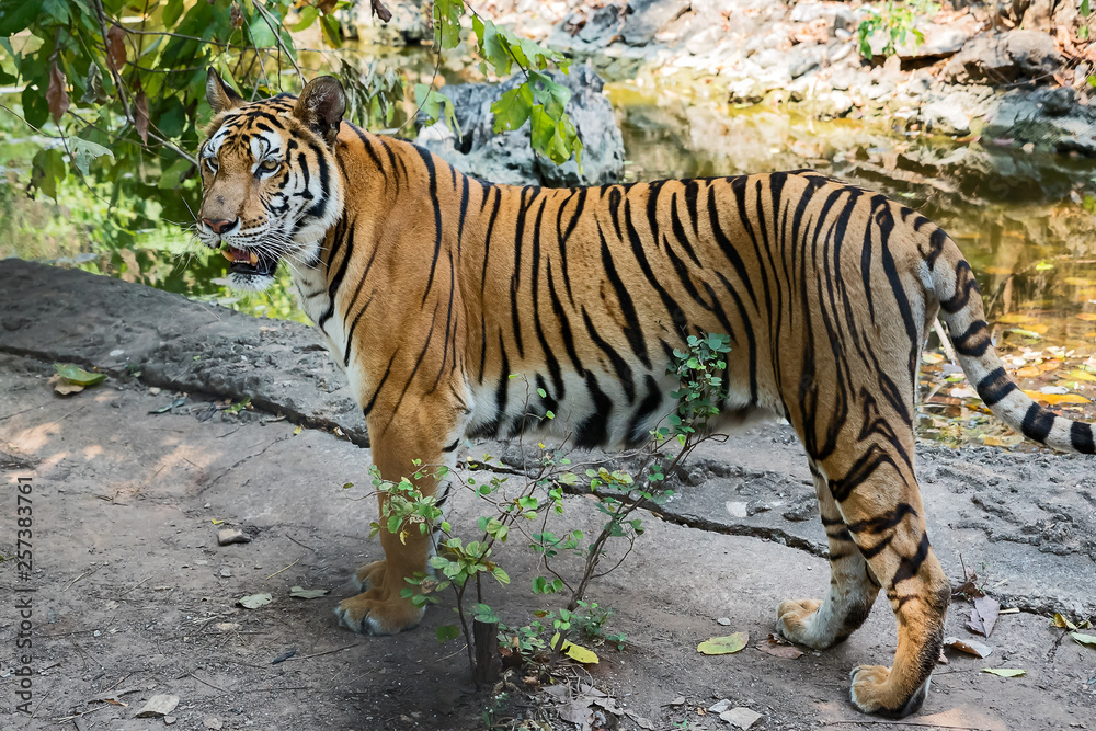 Obraz premium Portrait of tiger.