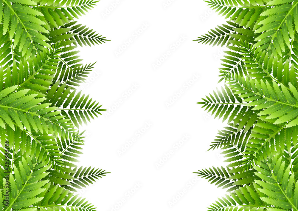 Green fern leaves borders on white background