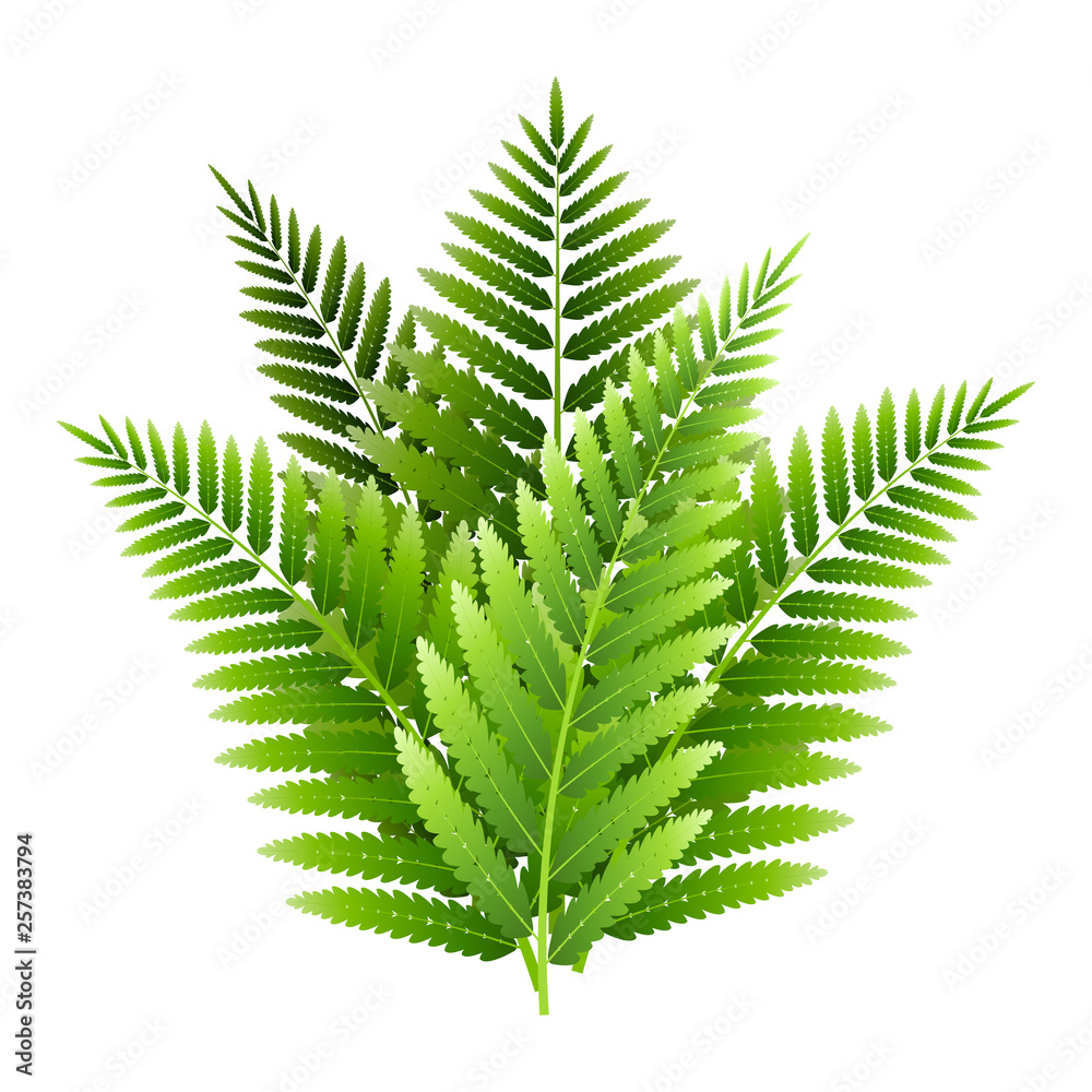 Green fern leaves bouquet isolated on white