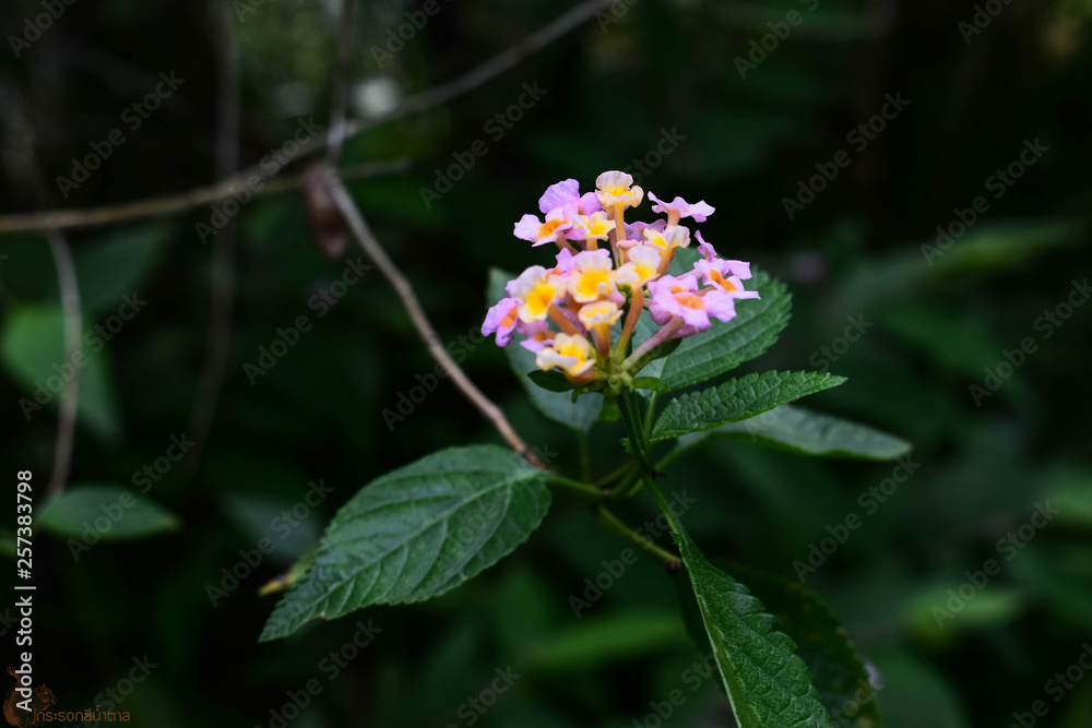 flower of tree flower of tree