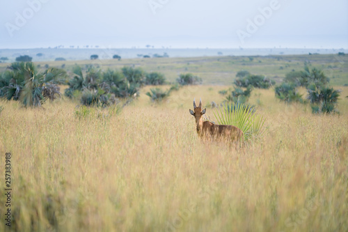 Landscape in Murchison Falls