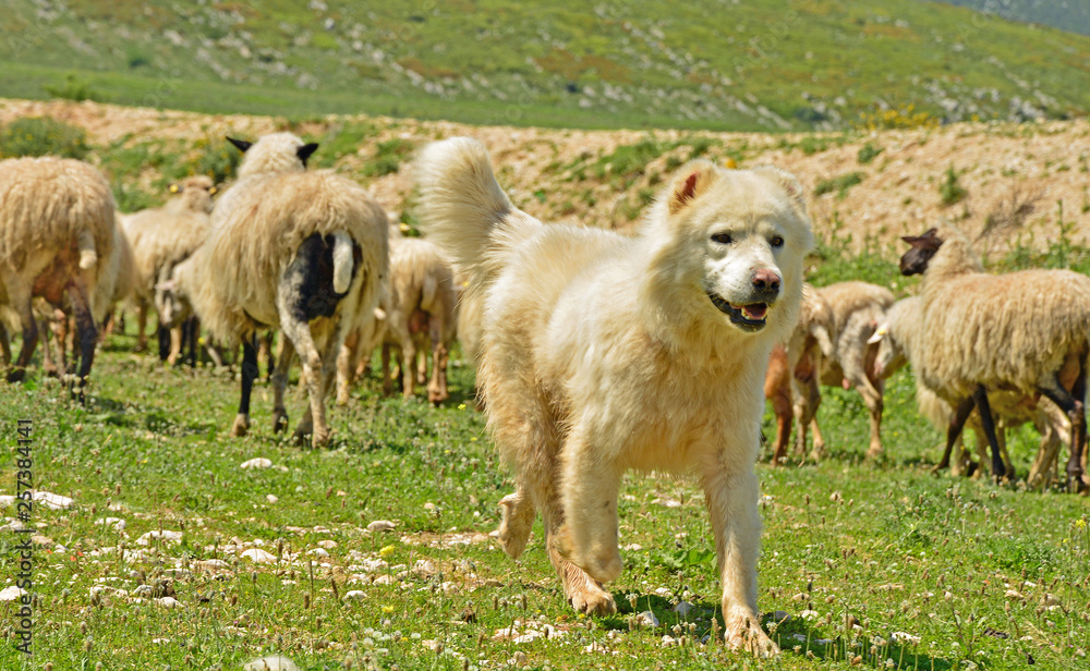 Obraz premium Treuer Freund