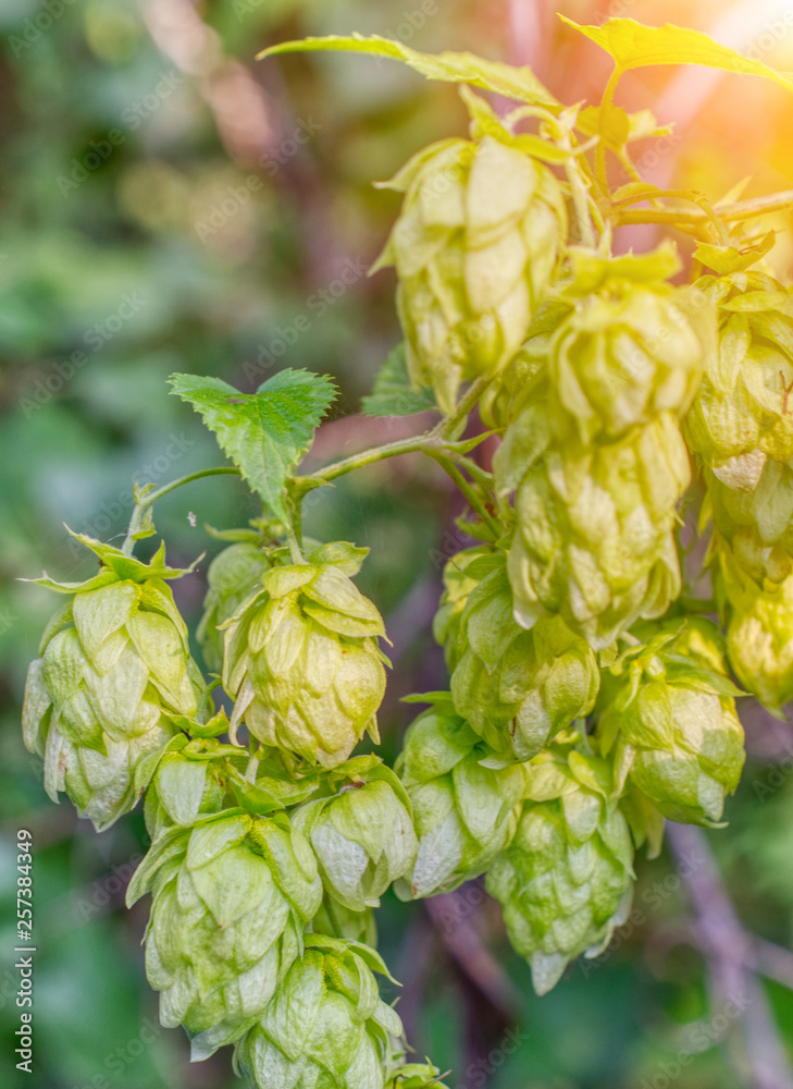 Hop cones, close-up. Hop cones, close-up.
