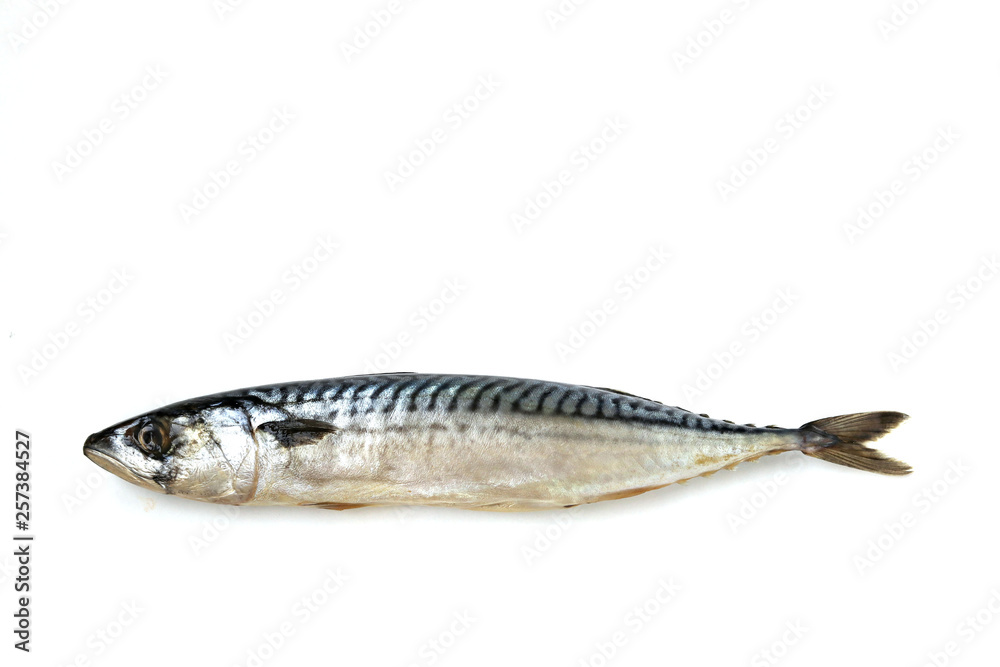 Mackerel fish isolated on white background, horizontal layout Mackerel fish isolated on white background, horizontal layout